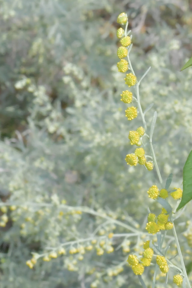 Artemisia absinthium in flower, the wormwood plant absinthe is distilled from