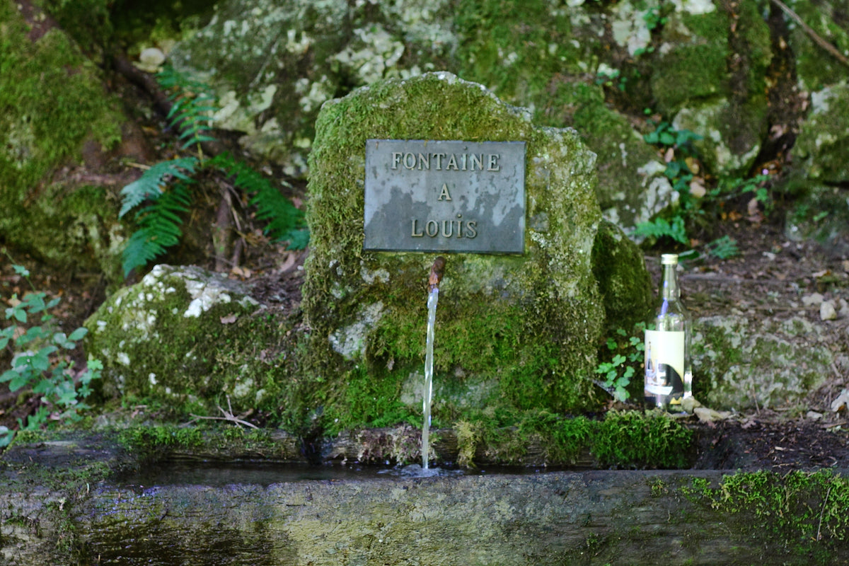 Larusée
