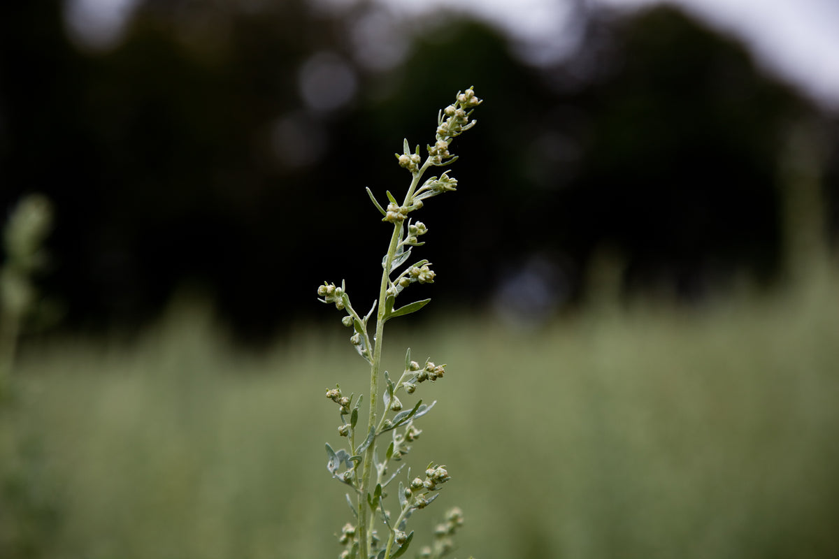 Larusée