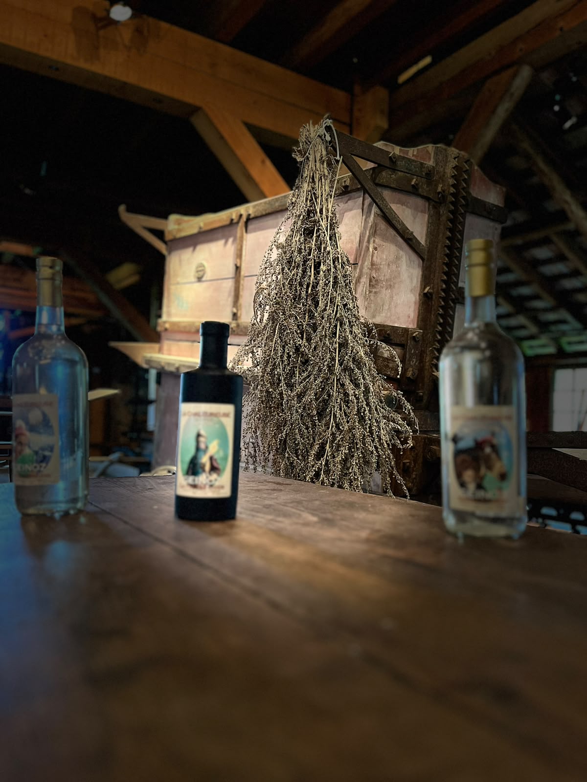 Geinoz absinthes beside dried absinthe plants