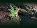 An illustrated fairy with green wings sitting by a woodland pool, holding a lantern